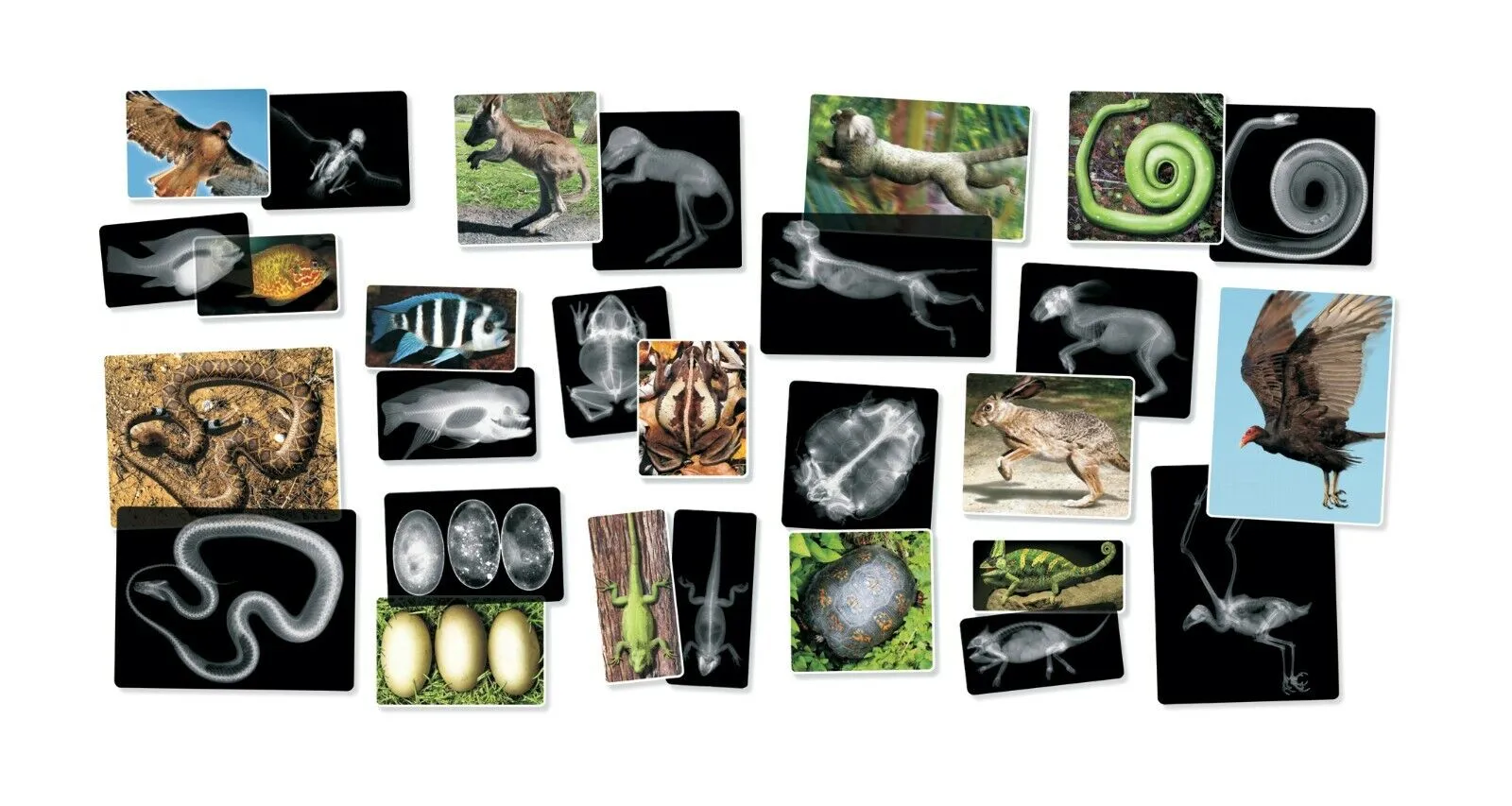 Animals X-Ray Cards By Roylco 10cm x 25cm 14pc Early Science STEM Toys 4yrs 
